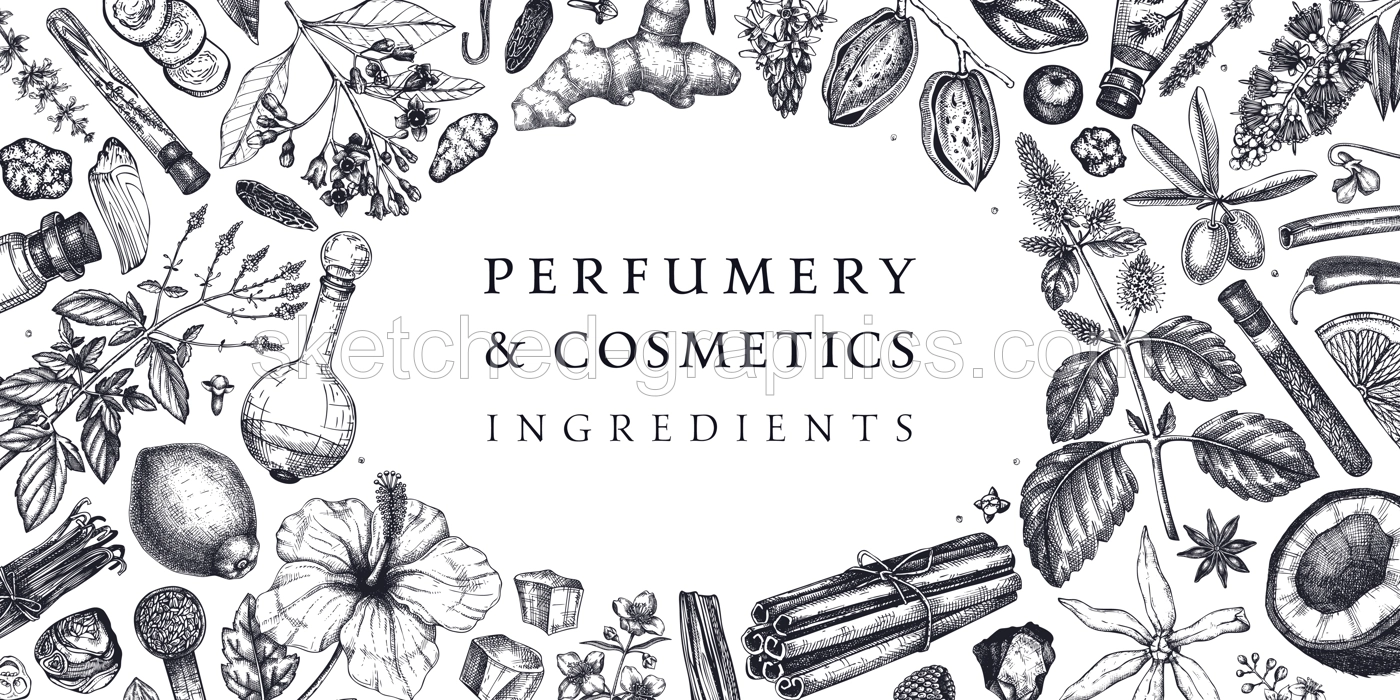 Perfumery and cosmetics ingredients banner. Flower, fruit, spice, herb sketches. Hand drawn vector illustration. Cosmetics design template. Aromatic plants background Illustration